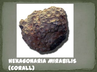 HEXAGONARIA MIRABILIS
(CORALL)
 