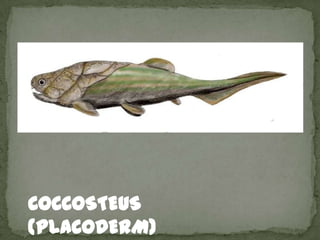 COCCOSTEUS
(PLACODERM)
 