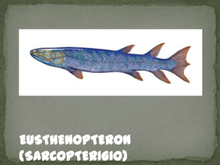 EUSTHENOPTERON
(SARCOPTERIGIO)
 
