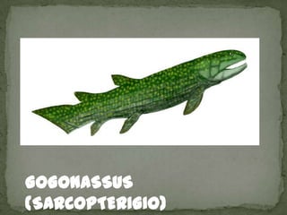 GOGONASSUS
(SARCOPTERIGIO)
 