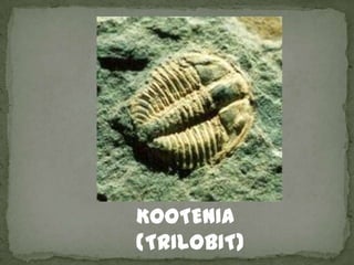 KOOTENIA
(TRILOBIT)
 