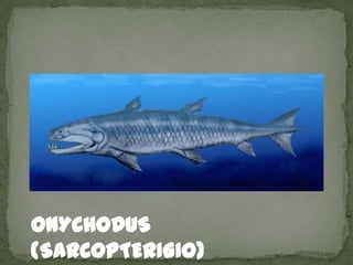 ONYCHODUS
(SARCOPTERIGIO)
 