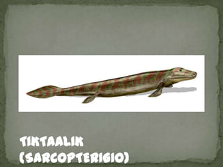 TIKTAALIK
(SARCOPTERIGIO)
 