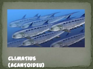 CLIMATIUS
(ACANTOIDEU)
 