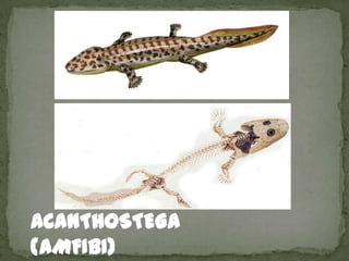 ACANTHOSTEGA
(AMFIBI)
 
