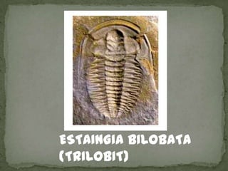 ESTAINGIA BILOBATA
(TRILOBIT)
 