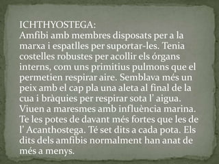 ICHTHYOSTEGA:
Amfibi amb membres disposats per a la
marxa i espatlles per suportar-les. Tenia
costelles robustes per acollir els órgans
interns, com uns primitius pulmons que el
permetien respirar aire. Semblava més un
peix amb el cap pla una aleta al final de la
cua i bràquies per respirar sota l’ aigua.
Viuen a maresmes amb influència marina.
Te les potes de davant més fortes que les de
l’ Acanthostega. Té set dits a cada pota. Els
dits dels amfibis normalment han anat de
més a menys.
 