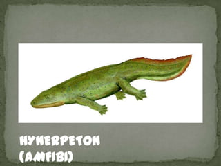 HYNERPETON
(AMFIBI)
 