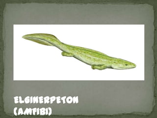 ELGINERPETON
(AMFIBI)
 