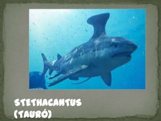 STETHACANTUS
(TAURÓ)
 