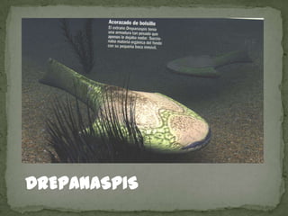 DREPANASPIS
 