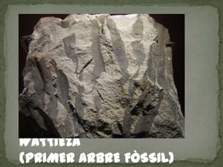 WATTIEZA
(PRIMER ARBRE FÒSSIL)
 
