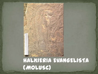HALKIERIA EVANGELISTA
(MOLUSC)
 