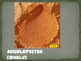 AVICULOPECTEN
(BIVALV)
 