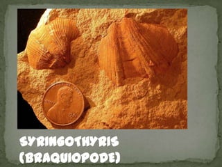 SYRINGOTHYRIS
(BRAQUIOPODE)
 