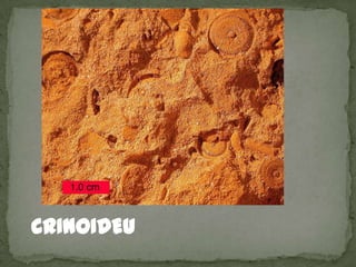 CRINOIDEU
 