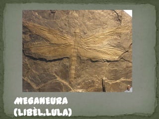 MEGANEURA
(LIBÈL.LULA)
 