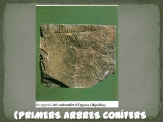 (PRIMERS ARBRES CONÍFERS
 