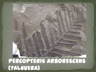 PERCOPTERIS ARBORESCENS
(FALGUERA)
 