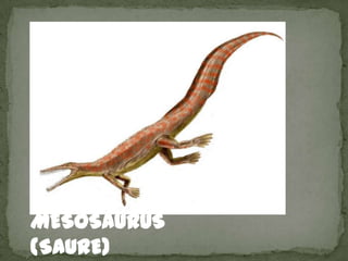 MESOSAURUS
(SAURE)
 