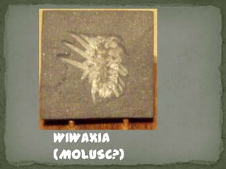 WIWAXIA
(MOLUSC?)
 