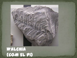 WALCHIA
(COM EL PI)
 