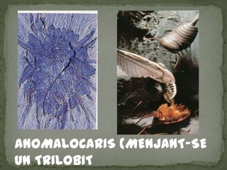 ANOMALOCARIS (MENJANT-SE
UN TRILOBIT
 