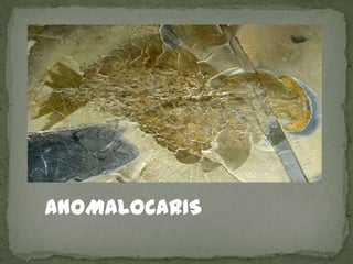 ANOMALOCARIS
 