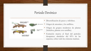 Período Devónico
• Diversificación de peces y trilobites.
• Origen de amonites y los anfibios.
• Origen de grupos modernos de plantas
(helechos, plantas con semillas).
• Extinción masiva al final del período:
desaparece alrededor del 83% de las
especies, sobre todo las criaturas marinas.
 