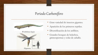 Periodo Carbonífero
• Gran variedad de insectos gigantes.
• Aparición de los primeros reptiles.
• Diversificación de los anfibios.
• Grandes bosques de helechos,
gimnospermas y colas de caballo.
Westlothiana lizziae
Meganeura
 