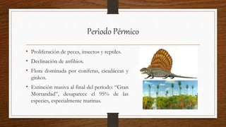 Periodo Pérmico
• Proliferación de peces, insectos y reptiles.
• Declinación de anfibios.
• Flora dominada por coníferas, cicadáceas y
ginkos.
• Extinción masiva al final del período: “Gran
Mortandad”, desaparece el 95% de las
especies, especialmente marinas.
 