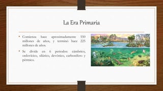 La Era Primaria
• Comienza hace aproximadamente 550
millones de años, y terminó hace 225
millones de años.
• Se divide en 6 periodos: cámbrico,
ordovícico, silúrico, devónico, carbonífero y
pérmico.
 