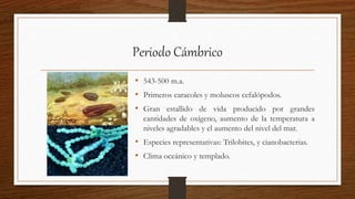 Periodo Cámbrico
• 543-500 m.a.
• Primeros caracoles y moluscos cefalópodos.
• Gran estallido de vida producido por grandes
cantidades de oxígeno, aumento de la temperatura a
niveles agradables y el aumento del nivel del mar.
• Especies representativas: Trilobites, y cianobacterias.
• Clima oceánico y templado.
 