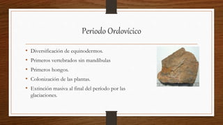 Periodo Ordovícico
• Diversificación de equinodermos.
• Primeros vertebrados sin mandíbulas
• Primeros hongos.
• Colonización de las plantas.
• Extinción masiva al final del período por las
glaciaciones.
 