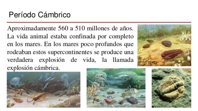 Era paleozoica