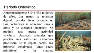Período Ordovícico
Aproximadamente 510 a 438 millones
de años. Los mares se retiraron
dejando grandes áreas descubiertas.
Los continentes se acercaron unos a
otros y se elevaron montañas. Se
produjo una intensa actividad
volcánica. Aparecen animales que
poseían una estructura anatómica
precursora de la espina dorsal, los
primeros vertebrados (unos peces
primitivos) y los corales.
 