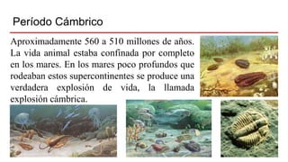 Período Cámbrico
Aproximadamente 560 a 510 millones de años.
La vida animal estaba confinada por completo
en los mares. En los mares poco profundos que
rodeaban estos supercontinentes se produce una
verdadera explosión de vida, la llamada
explosión cámbrica.
 