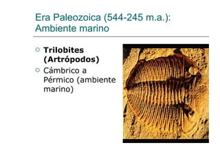 Era Paleozoica (544-245 m.a.): Ambiente marino  ,[object Object],[object Object]