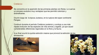 Cretácico
Se concentra en la aparición de las primeras plantas con flores. Lo cual es
un proceso evolutivo muy ventajoso que les permitió colonizar y
diversificarse.
Ocurre luego de la época Jurásica, en la ruptura del súper continente
Pangea.
Continuó durante el período Cretácico posterior y condujo a una más
rápida evolución de las especies de vida animal y vegetal, ya que causó
considerables diferencias regionales en la flora y la fauna.
A su final ocurrió la quinta extinción masiva que provocó la extinción de los
dinosaurios
 