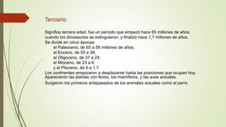Terciario
Significa tercera edad, fue un período que empezó hace 65 millones de años,
cuando los dinosaurios se extinguieron, y finalizó hace 1,7 millones de años.
Se divide en cinco épocas:
el Paleoceno, de 65 a 56 millones de años;
el Eoceno, de 55 a 38;
el Oligoceno, de 37 a 24;
el Mioceno, de 23 a 6;
y el Plioceno, de 5 a 1,7.
Los continentes empezaron a desplazarse hasta las posiciones que ocupan hoy.
Aparecieron las plantas con flores, los mamíferos, y las aves actuales.
Surgieron los primeros antepasados de los animales actuales como el perro
 