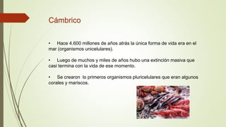 Cámbrico
• Hace 4.600 millones de años atrás la única forma de vida era en el
mar (organismos unicelulares).
• Luego de muchos y miles de años hubo una extinción masiva que
casi termina con la vida de ese momento.
• Se crearon lo primeros organismos pluricelulares que eran algunos
corales y mariscos.
 