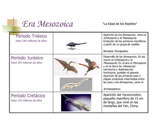 Era Mesozoica “ La Edad de los Reptiles” Aparición del Yanoconodon, pequeño mamífero de 15 cm de largo, que vivió en las montañas del Yan, China.   Período Cretácico Hace 125 millones de años Desarrollo de los dinosaurios. En los mares el  Ichtiosaurio  y el  Plesiosaurio . En el aire el  Pterosaurio  y en la tierra los  Allosaurios  carnívoros y  Apatosaurios  herbívoros, pueblan el planeta. Aparición de las primeras aves o etapas evolutivas intermedias entre las aves y los dinosaurios, como el  Archaeopteryx .   Período Jurásico Hace 205 millones de años Aparición de los dinosaurios. como el  Ichtiosaurio  y el  Plesiosaurio . Evolución de los primeros mamíferos a partir de un grupo de reptiles llamados  therapsidos .   Período Triásico Hace 240 millones de años 