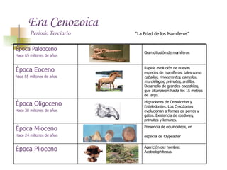 Era Cenozoica “ La Edad de los Mamíferos” Período Terciario Aparición del hombre: Austrolophitecus Época Plioceno Presencia de equinoideos, en especial de Clypeaster   Época Mioceno Hace 24 millones de años Migraciones de Oreodontes y Enteledontes. Los Creodontes evolucionan a formas de perros y gatos. Existencia de roedores, primates y lemures.  Época Oligoceno Hace 38 millones de años Rápida evolución de nuevas especies de mamíferos, tales como  caballos, rinocerontes, camellos, murciélagos, primates, ardillas . Desarrollo de grandes  cocodrilos , que alcanzaron hasta los 15 metros de largo.  Época Eoceno hace 55 millones de años Gran difusión de mamíferos   Época Paleoceno Hace 65 millones de años 