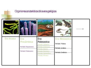 Organismos característicos de las eras geológicas Era  Precámbica Período Arqueozoico Período Proteozoico Era Mesozoica Período Triásico Período Jurásico Período Cretácico Era Paleozoica Periodo  Cámbrico Período  Ordovicico Período  Silúrico Período  Devónico Período Carbonífero Período Pérmico Era Arcaica   