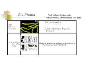 Era Arcaica   4.600 millones de años atrás vida unicelular 3.500 millones de años atrás Estrematolitos 3500  Millones de  Años atrás   Los fósiles más antiguos. Organismos Procariotes Fósiles de algas verde azuladas en sedimentos de Warrawoona, Australia Occidental.                                              3470 millones de años atrás 