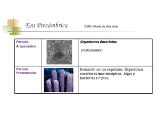 Era Precámbrica   2.600 millones de años atrás Evolución de los vegetales. Organismos  eucariotes  macroscópicos. Algas y bacterias simples. Período  Proterozoico Organismos Eucariotes .  (multicelulares)   Período Arqueozoico 