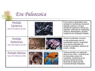 Era Paleozoica    Primeros animales con respiración aérea.  En los mares,  surgimiento de los  Ammonites  y peces con mandíbulas. Surgimiento de los primeros insectos terrestres. Desarrollo de plantas de tallo horizontal llamadas  Psilophytes .  Período Silúrico Hace 435 millones de años Primeros vertebrados: los peces.  La vida predominante eran los invertebrados marinos. Surgimiento de los peces vertebrados con armadura ( Graptolites ). Aparición de corales y almejas. Período Ordovícico Hace 500 millones de años En los mares se desarrollaron gran cantidad de invertebrados incluyendo esponjas, gusanos y una gran cantidad de organismos marinos con caparazón. Desarrollo de  Cefalópodos ,  moluscos ,  Braquiópodos  y  líquenes . Invasión de los  artrópodos  ( trilobite ).  Período Cámbrico Hace 570 millones de años 