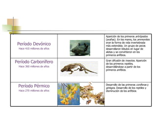 Desarrollo de las primeras  coníferas  y  ginkgos . Desarrollo de los reptiles y disminución de los anfibios  Período Pérmico Hace 270 millones de años Gran difusión de  insectos . Aparición de los primeros  reptiles , desarrollándose a partir de los primeros  anfibios .  Período Carbonífero Hace 360 millones de años Aparición de los primeros  artrópodos  (arañas). En los mares, los  ammonites  eran la forma de vida invertebrada más extendida. Un grupo de peces desarrollaron lóbulos en lugar de aletas y se convirtieron en los primeros anfibios.  Período Devónico Hace 410 millones de años 
