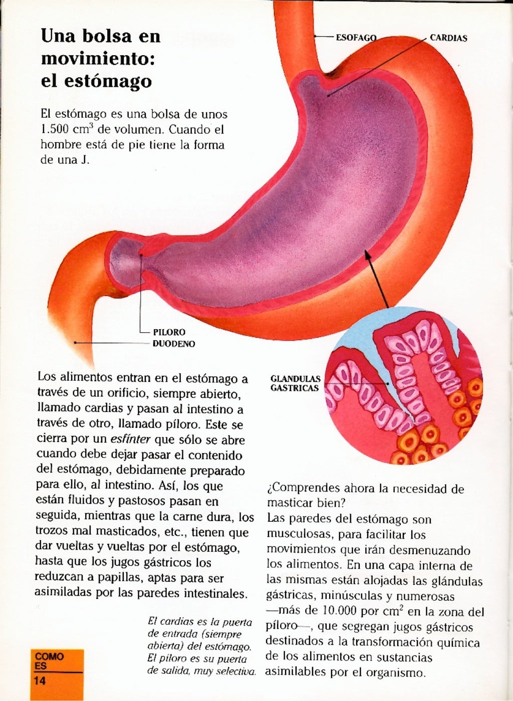 Erase Una Vez El Cuerpo Humano La Digestion
