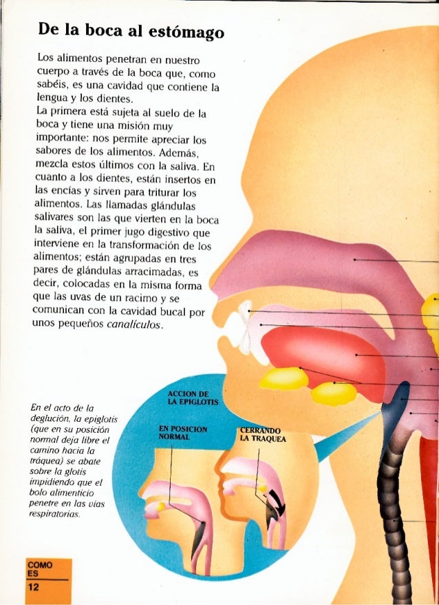 Erase Una Vez El Cuerpo Humano La Digestion